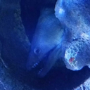 torchwicktrash avatar