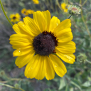 tori-yaaaaaaa avatar