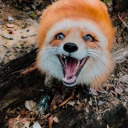torigingerfox avatar