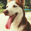 toris-huskies-blog avatar