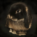 torment-toreros avatar