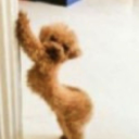 tornadosloppy avatar