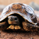 tortoisewithoutashell avatar