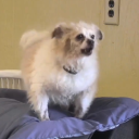 toschistation avatar