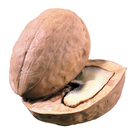 tossingwalnuts avatar