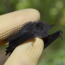 totalcasketcase avatar