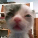 totally-canon-warriorcats avatar