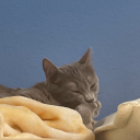 totally-cool-dude avatar