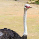 totally-not-an-ostrich avatar