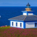 totally-not-livi avatar