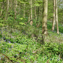 totallyaluortist avatar