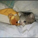 totallydependent avatar