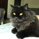 totallyuniquenut avatar