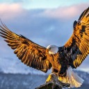 totalobsession avatar