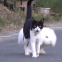 totesma-goates avatar