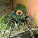 tothenopeland avatar