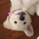 totorononokeke avatar