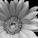 touch-listen-sigh avatar