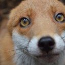 touchstarvedjavert avatar