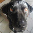 toughlikebobo avatar