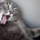 tourett-icallyme avatar