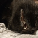 touretticdyke avatar