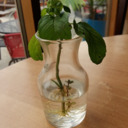 toutsuitemonamor avatar