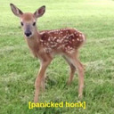 townoftwinleaf avatar