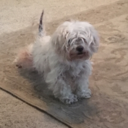 toxic-mai-panda avatar