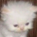 toxicfrogbite avatar