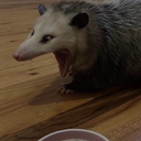 toxicgrlfriend avatar