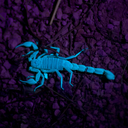 toxinskorpion avatar