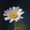 tr-new-beginnings avatar