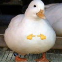 tracingthestars avatar