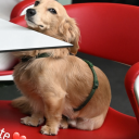 track-terror-apologist avatar