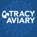 tracyaviary avatar