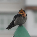 trafficisntlight avatar