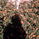 tragandoneblina-blog avatar