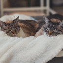 tragic-apathy avatar