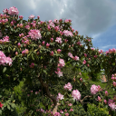 tragic-stress avatar