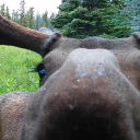 trailcamofficial avatar