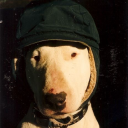 traininghound avatar