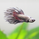 tranquil-bubbles avatar