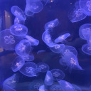 tranquiliquin avatar