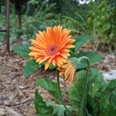 trans-and-proud avatar