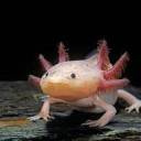 trans-axolotl2 avatar