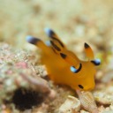 trans-nudibranch avatar