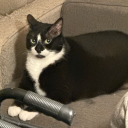 trans-queerboy avatar