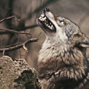 trans-werewolf-bf avatar