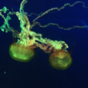 transaltlantic avatar